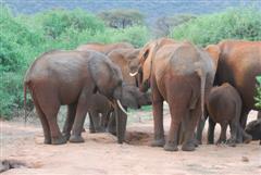 First sighting of elephants!