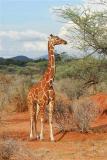 Giraffe in Samburu