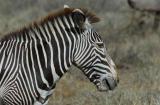 Zebra in Samburu