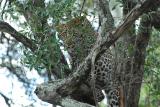 Leopard in Masai Mara