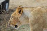 Lion in Masai Mara