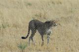 Cheetah in Masai Mara