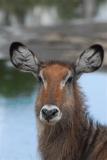 Waterbuck at the Keekorok Hotel watering hole, Masai Mara