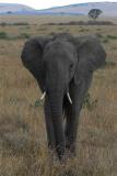 Elephant in Masai Mara