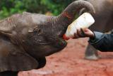 Feeding time at David Sheldrick elephant orphanage, Nairobi