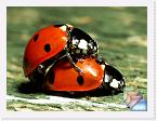 Ladybirds * Macro shots of a pair of ladybirds mating. * (6 Slides)