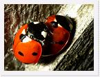 DSC1100-crop * 2960 x 2220 * (1.54MB)