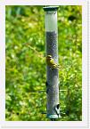 DSC2459 * Greenfinch on seed feeder * 1444 x 2168 * (1.06MB)