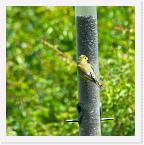 DSC2460 * Greenfinch on seed feeder * 1392 x 1396 * (674KB)