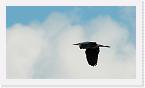 DSC2479 * Heron in flight * 1784 x 1008 * (360KB)