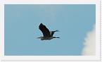 DSC2481 * Heron in flight * 1784 x 1008 * (441KB)