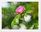 DSC2483 * Wild rose * 2628 x 1972 * (1.35MB)