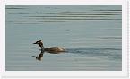 DSC2502 * Great crested grebe swimming * 3220 x 1816 * (1.55MB)