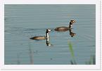 DSC2506 * Pair of great crested grebes swimming * 2996 x 2000 * (1.64MB)