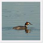 DSC2510 * Great crested grebe swimming * 1228 x 1232 * (557KB)