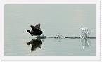 DSC2513 * Coot taking flight on water * 2948 x 1660 * (1.12MB)