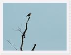DSC2517 * Bird on a tree * 2604 x 1956 * (1.17MB)