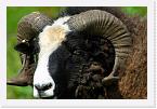 DSC2529 * Sheep * 3872 x 2592 * (3.47MB)