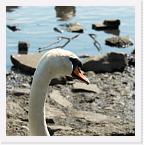 DSC2530 * Mute swan * 2588 x 2592 * (1.69MB)
