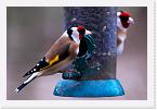 DSC4305 * Goldfinches on seed feeder * 3724 x 2484 * (2.89MB)