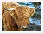 DSC4396 * Highland Cattle * 3456 x 2592 * (4.43MB)