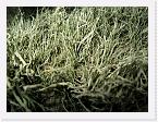 PICT5590 * Crap light, so here's some lichen or moss on the broch * 2272 x 1704 * (990KB)
