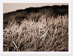 PICT5591 * Crap light, so here's some lichen or moss on the broch, artistically edited * 2272 x 1704 * (897KB)