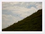 PICT0753 * Kestrel hunting at Glastonbury Tor * 2272 x 1704 * (1.36MB)