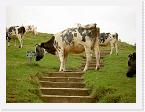 PICT0773 * Cows blocking the way * 2272 x 1704 * (1.6MB)