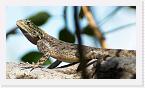 DSC6059 * Lizard * 3084 x 1736 * (1.33MB)
