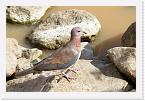 DSC6091 * Laughing Dove (Steptopelia senegalensis) * 2024 x 1352 * (932KB)