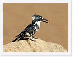 DSC6109 * Pied Kingfisher (Ceryle rudis) * 1656 x 1244 * (586KB)