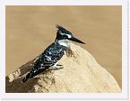 DSC6117 * Pied Kingfisher (Ceryle rudis) * 1892 x 1420 * (854KB)