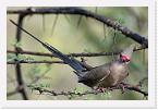 DSC6147 * Blue-naped Mousebird (Urocolius macrourus) * 3168 x 2116 * (1.69MB)