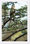 DSC6151 * Blue-naped Mousebird (Urocolius macrourus) * 2356 x 3532 * (2.39MB)