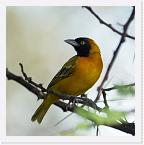 DSC6157 * Black-headed Weaver or Village Weaver (Ploceus cucullatus) * 1756 x 1760 * (657KB)