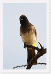 DSC6166 * Common Bulbul (Pycnonotus barbatus) * 1852 x 2776 * (686KB)