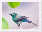 DSC6181 * Eastern Violet-backed Sunbird (Anthreptes orientalis) * 2760 x 2072 * (988KB)