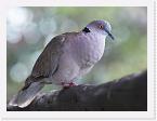 DSC6191 * Red-eyed Dove (Streptopelia semitorquata) * 3160 x 2372 * (1.57MB)