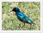 DSC6200 * Superb Starling (Lamprotornis superbus) * 1620 x 1216 * (876KB)