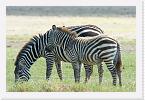 DSC6212 * Plains or Common Zebra (Equus quagga, formerly Equus burchelli) * 3872 x 2592 * (2.49MB)