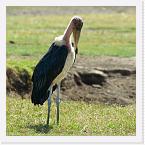 DSC6213 * Marabou Stork (Leptoptilos crumeniferus) * 2592 x 2592 * (1.74MB)