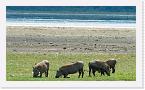 DSC6215 * A family of warthog (Phacochoerus africanus) with Lake Nakuru shimmering in the background. * 2528 x 1468 * (1.26MB)