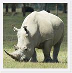 DSC6219 * White Rhino (Ceratotherum simum) grazing * 2108 x 2112 * (1.41MB)