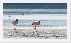 DSC6226 * Lesser Flamingos (Phoeniconaias minor or Phoenicopterus minor) * 3688 x 2076 * (1.83MB)