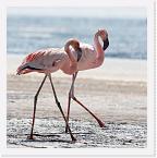 DSC6228 * Lesser Flamingos (Phoeniconaias minor or Phoenicopterus minor) * 2436 x 2440 * (1.3MB)