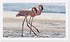 DSC6230 * Lesser Flamingos (Phoeniconaias minor or Phoenicopterus minor) * 3632 x 2044 * (1.71MB)