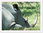 DSC6248 * White Rhino (Ceratotherum simum) portrait * 3456 x 2592 * (3.12MB)