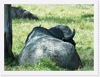 DSC6251 * African Buffalo (Syncerus caffer) * 3292 x 2472 * (2.96MB)