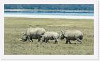 DSC6270 * White Rhino (Ceratotherum simum) family * 3872 x 2180 * (2.61MB)